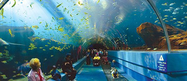 Atlanta Georgia Aquarium | Largest Aquarium in the World